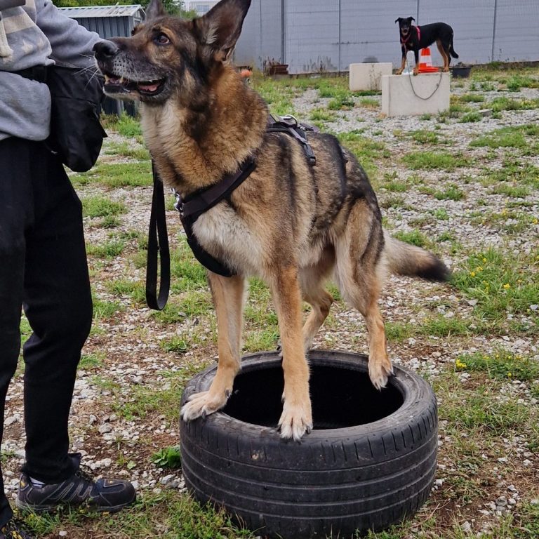 COme BACK! Intensivtraining Rückruf 2026 Christiana Gramlich Hundetrainerin Ein großer schwarzer Hund läuft in Richtung Camera