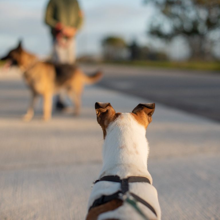 Onlinevortrag Körpersprache Hund Christiana Gramlich Hundetrainerin Hund fixiert einen anderen Hund auf Distanz an