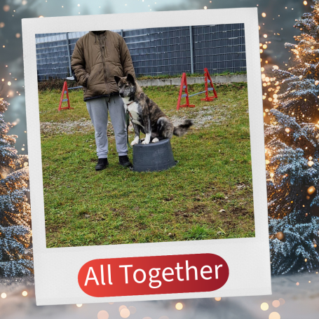 Eine Person steht neben einem Hund, der auf einem Behälter sitzt, umgeben von einer grünen Wiese.