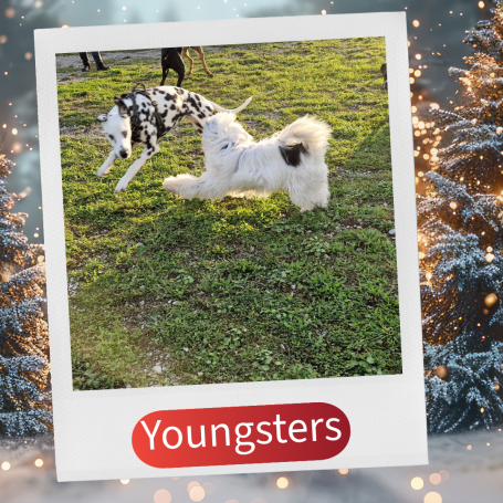 Zwei Hunde spielen fröhlich auf einer grünen Wiese.