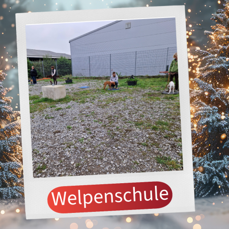 Welpenschule im Freien mit Hunden und Trainern auf graveligem Boden.