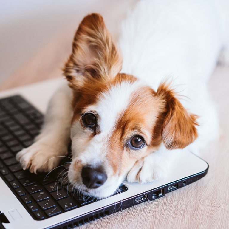 Ein süßer Hund liegt mit dem Kopf auf einer Laptop-Tastatur.