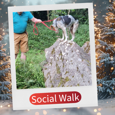 Hund steht auf einem großen Felsen, während der Mensch daneben mit der Leine hält.