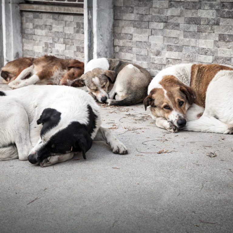 Sechs schlafende Hunde liegen entspannt auf einem grauen Boden.