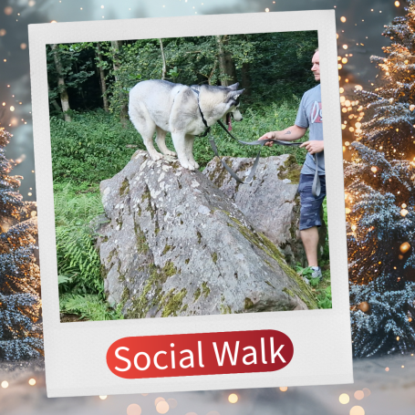 Ein Hund steht auf einem Stein, während sein Besitzer ihn an der Leine führt.
