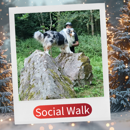 Ein Hund steht auf einem Baumstumpf, während ein Mensch im Hintergrund steht.