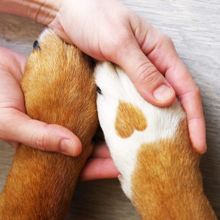 Ein Beagle trinkt Wasser aus einer Schüssel und leckt mit der Zunge.