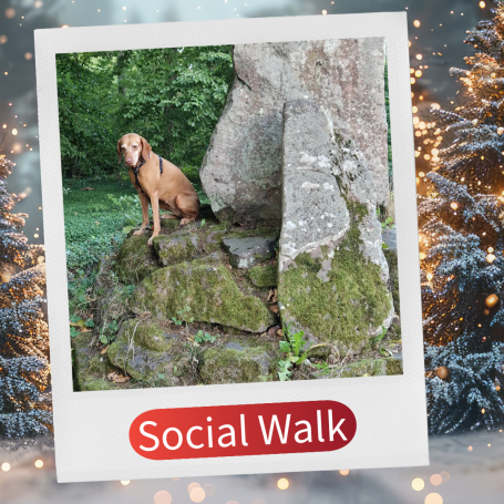 Ein Hund sitzt auf einem großen, moosbedeckten Stein in einer grünen Umgebung.