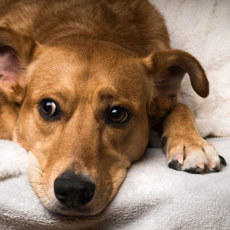 Bleib Locker! Intensivtraining Leinenführigkeit Christiana Gramlich Hundetrainerin Auslandshund schaut unsicher in Richtung eines Reizes