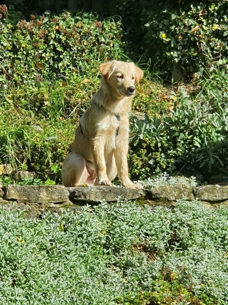 Ein ruhiger Hund sitzt auf einer Steinmauer, umgeben von grünem Gestrüpp.
