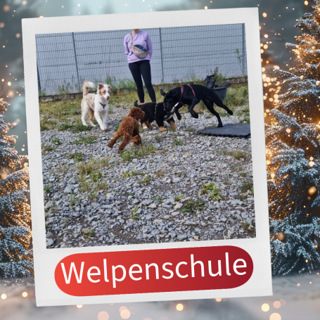 Welpenschule: mehrere Hunde spielen im Freien, betreut von einer Person.