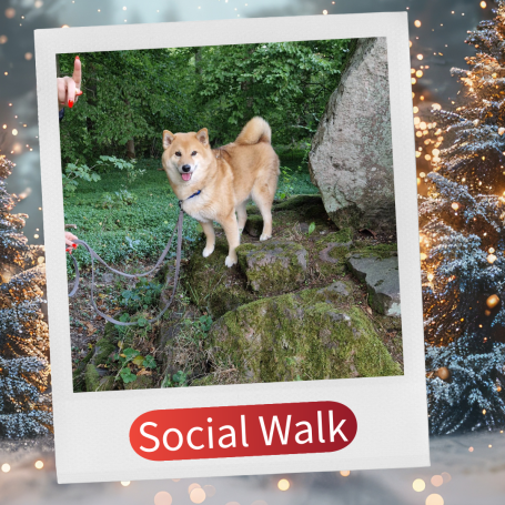 Ein Shiba Inu steht auf Steinen im Grünen während eines sozialen Spaziergangs.