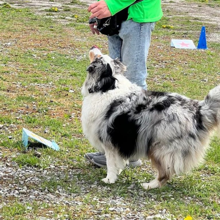 Ein Hund springt durch einen Reifen, während zwei Personen ihn anleiten.