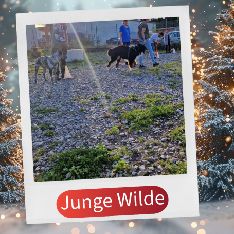 Zwei Hunde spielen auf einem Gelände mit Menschen im Hintergrund.