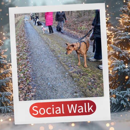 Hunde und Menschen gehen gemeinsam auf einem Weg, umgeben von Bäumen und festlicher Dekoration.