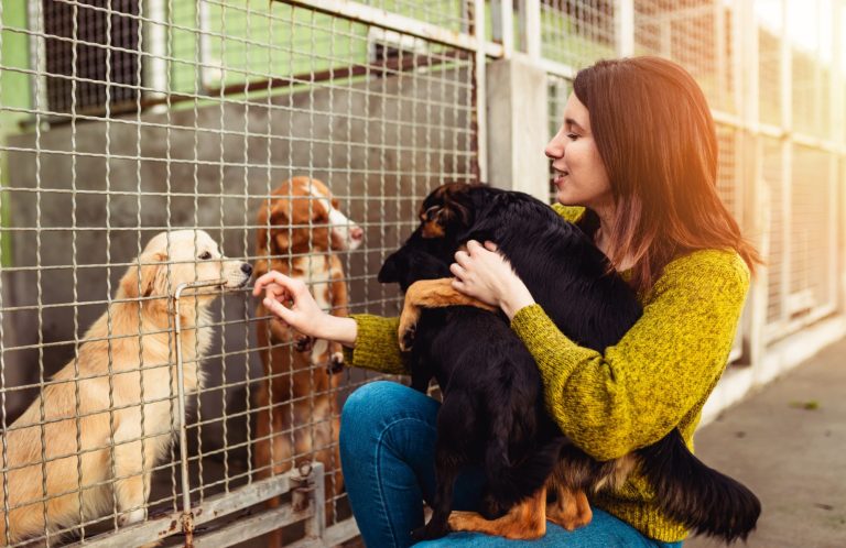 Kostenloser Vortragsabend AuslandshundChristiana Gramlich Hundetraining Eine Frau füttert einen Hund und beobachtet zwei weitere Hunde hinter einem Zaun.