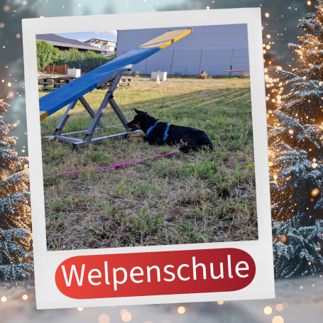 Hund in einer Wiese, neben einer Hundetrainings-Ausrüstung, beschriftet mit „Welpen Schule“.