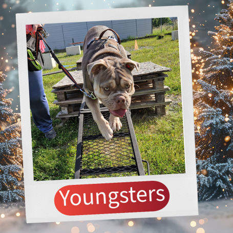 Hund läuft über eine Vorrichtung aus Holzpaletten auf einem Trainingsgelände.