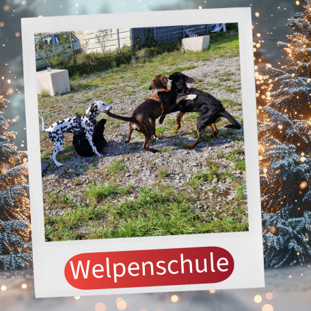 Drei Hunde spielen auf einem grünen Feld in einer Welpenschule.